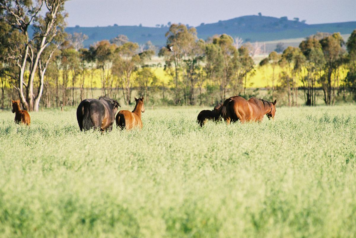 horses in paddock.JPG Kooringal Stud